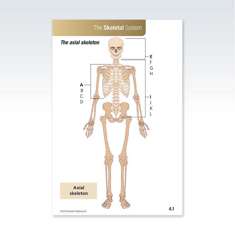 Anatomy Skeletal System Flash Card