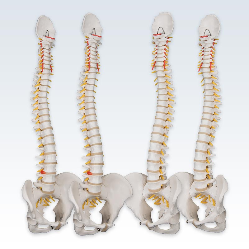 Set of 4 Flexible Spine Models