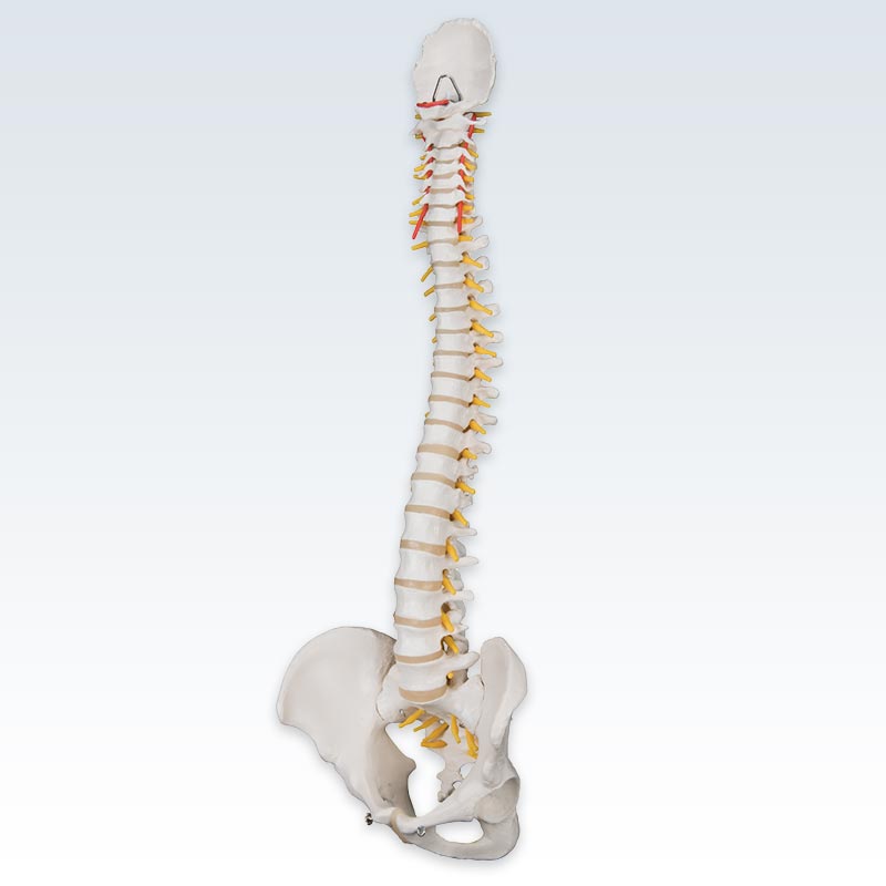 Left Lateral Flexible Spine Model