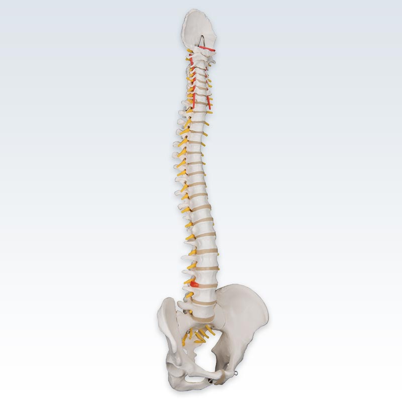 Right Lateral Flexible Spine Model