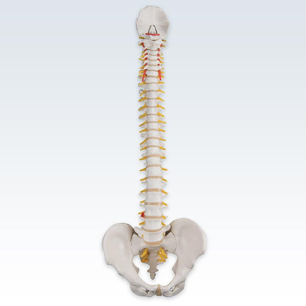 Anterior Flexible Spine Model