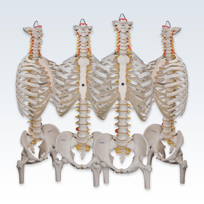 Set of 4 Flexible Spine with Ribs and Femur Heads Models