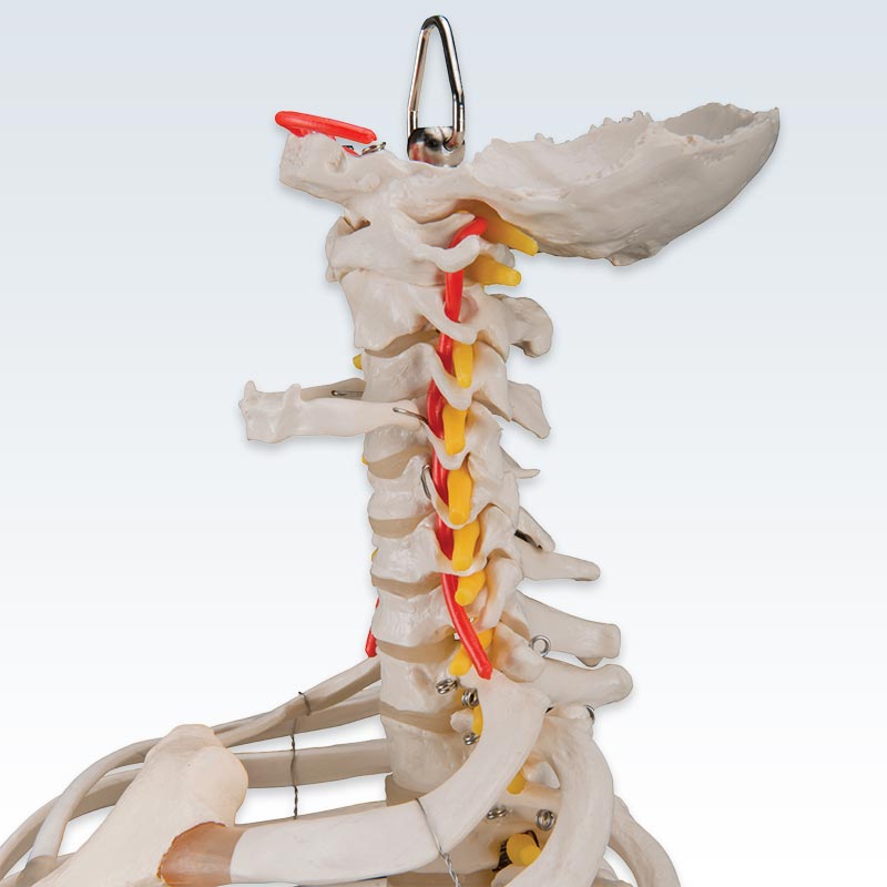 Flexible Cervical Spine with Ribs and Femur Heads Model