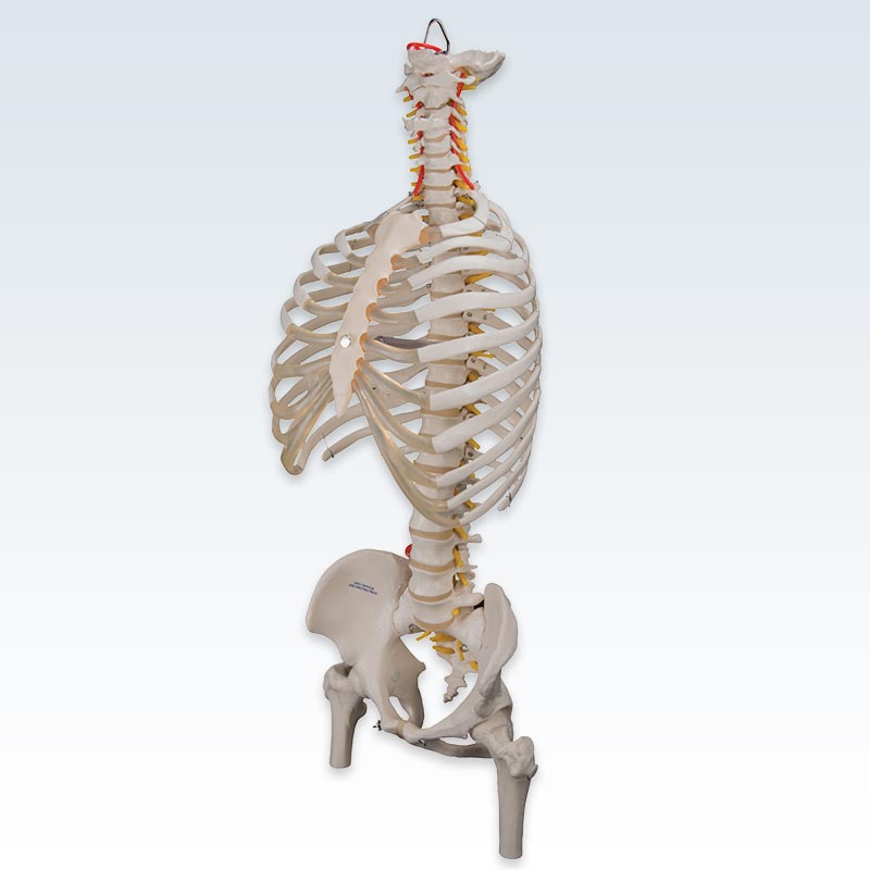 Flexible Spine with Ribs and Femur Heads Model