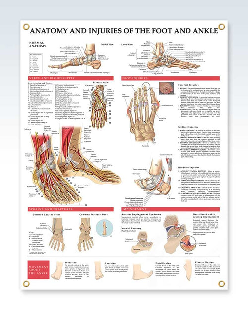 Podiatrists Anatomical Medical Posters and Models | ClinicalPosters