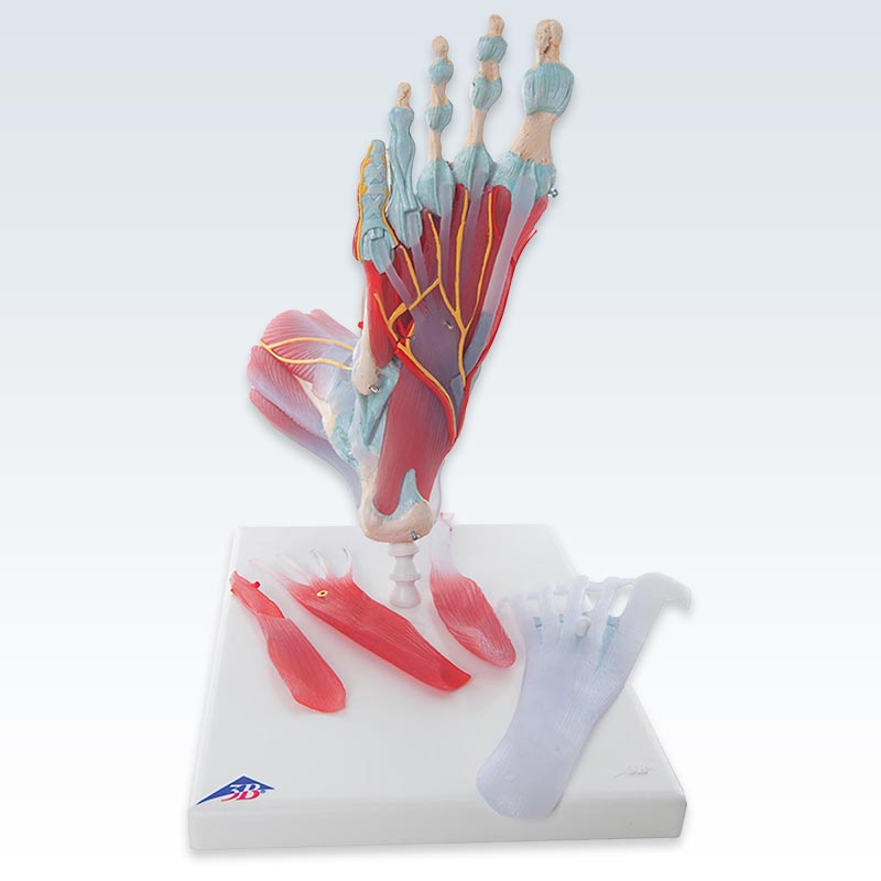Foot Skeleton with Ligaments and Muscles Model