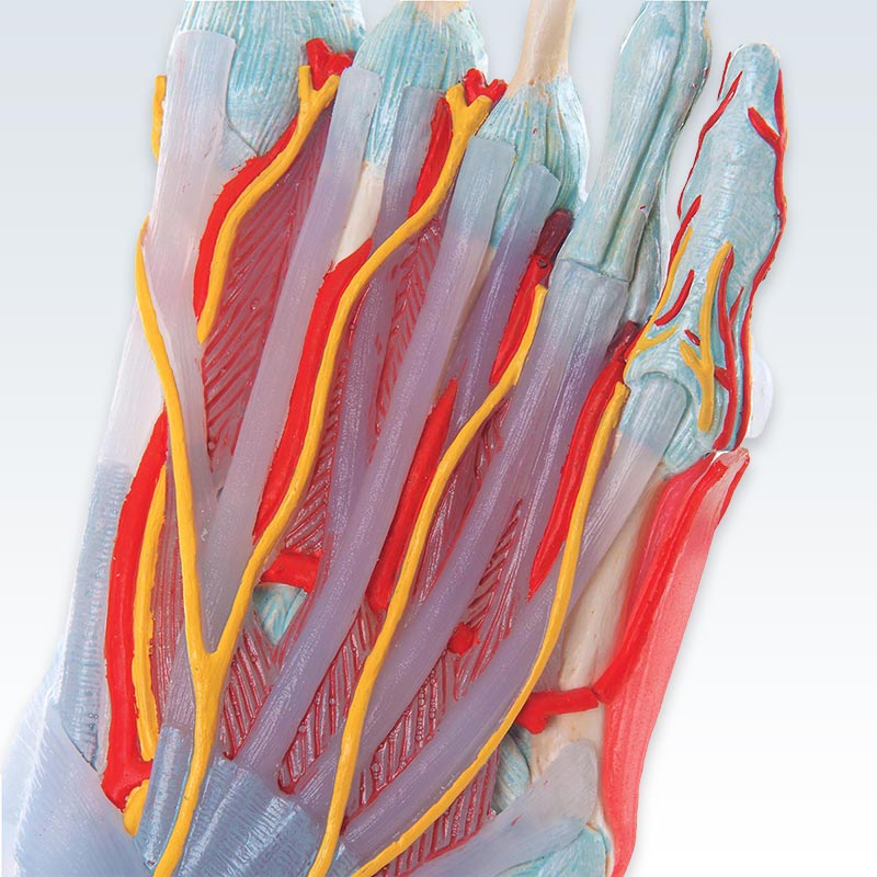 Foot Skeleton with Ligaments and Muscles Model Detail