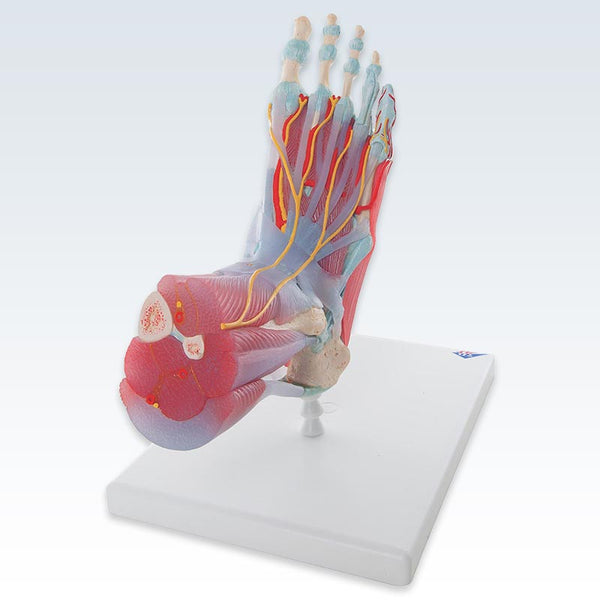 Foot Skeleton with Ligaments and Muscles Model