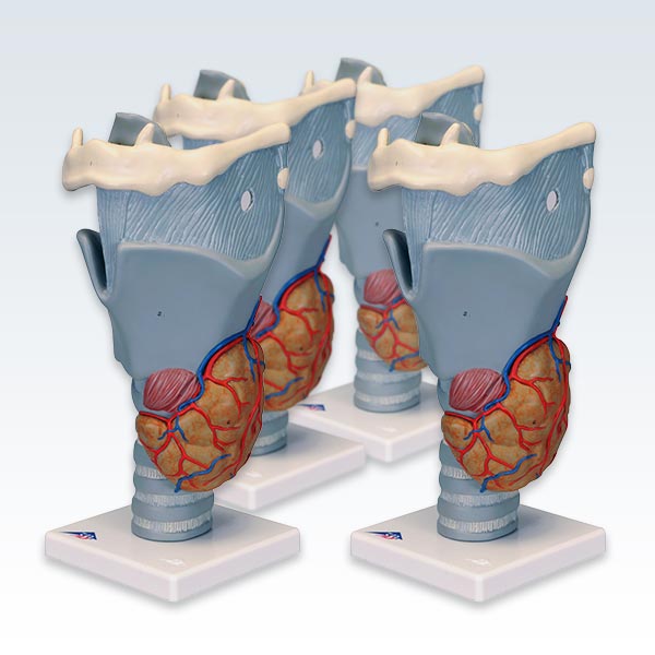 meta-4 Functional Larynx Models
