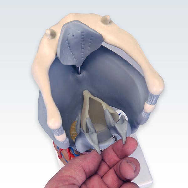 Functional Larynx Model Inside