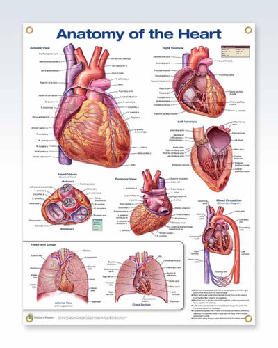 Laminated Anatomy of The Heart Exam Room Posters | ClinicalPosters