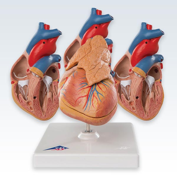 meta-4 Heart With Thymus Models