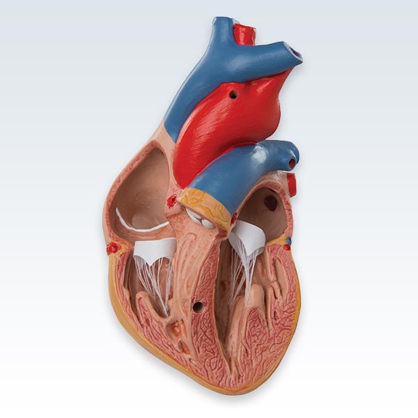 Classic Heart With Thymus Chambers