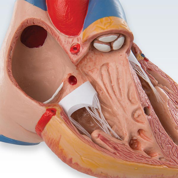 Classic Heart With Thymus Model Detail