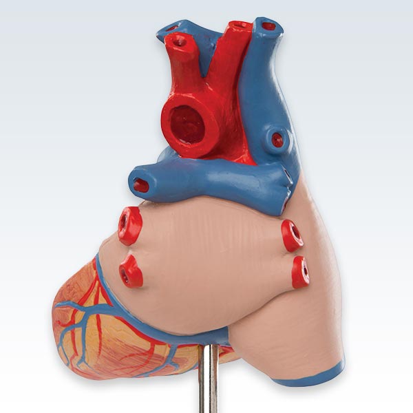 Classic Heart With Thymus Model Posterior