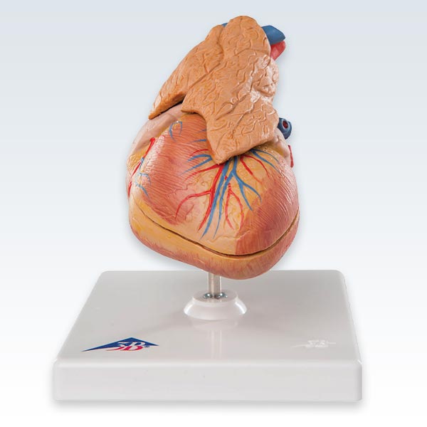 Classic Heart With Thymus Model