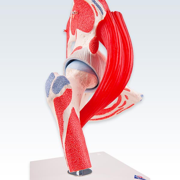 Hip Joint with Removable Muscles Model Socket Detail