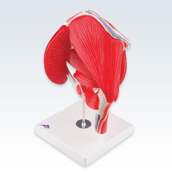 Hip Joint with Removable Muscles Model