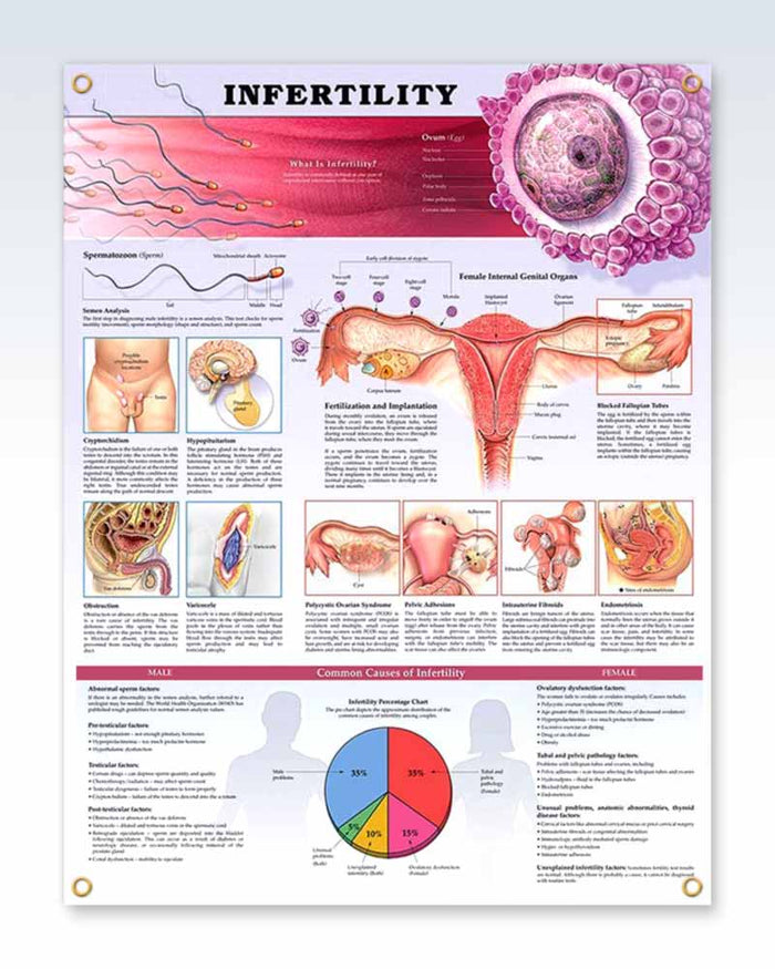 Obstetrics and Gynecology Medical Anatomy Posters | ClinicalPosters