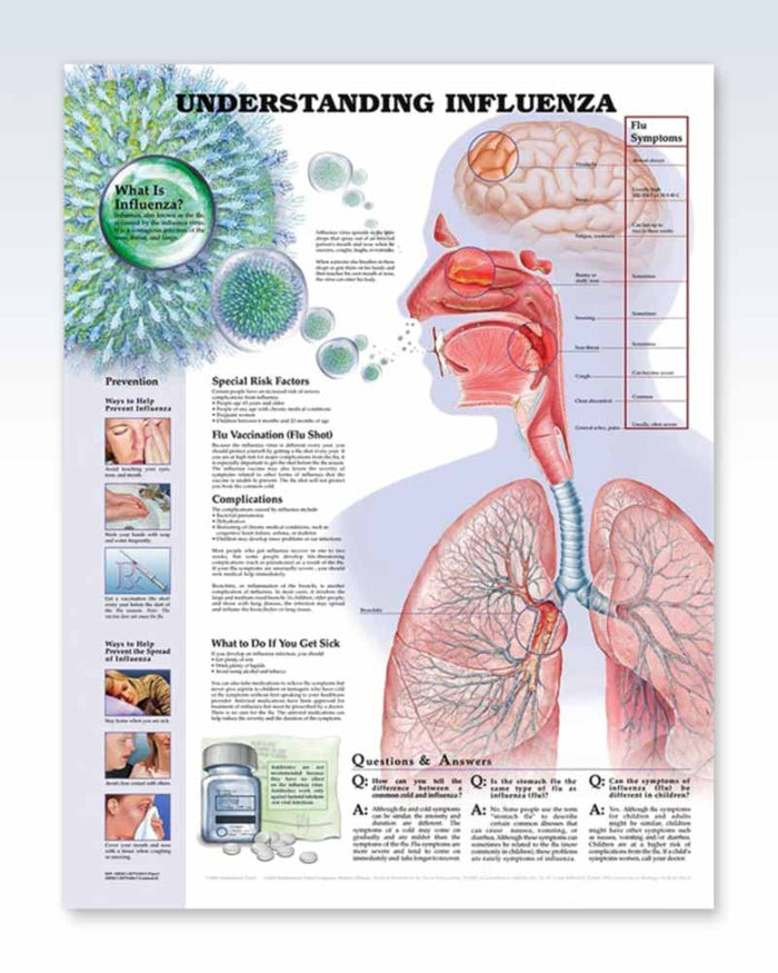 Influenza Exam-Room Human Anatomy Posters | ClinicalPosters