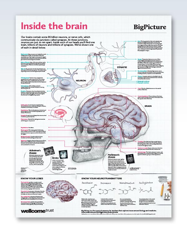 Inside The Brain Chart