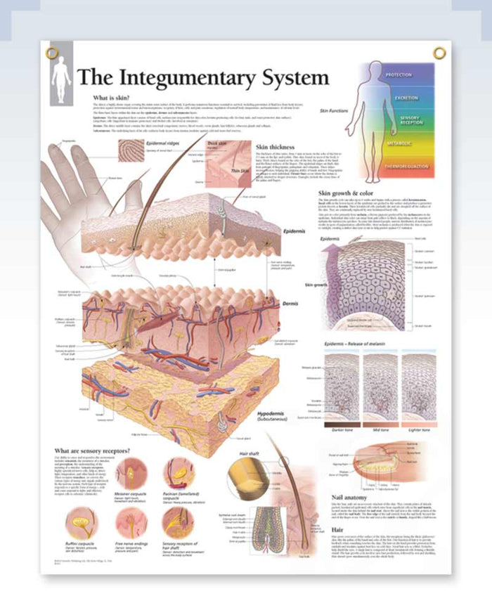 Integumentary System Exam-Room Poster | ClinicalPosters