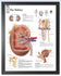 The Kidney Exam-Room Human Anatomy Posters | ClinicalPosters