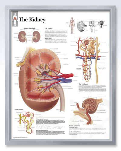 The Kidney Exam-Room Human Anatomy Posters | ClinicalPosters