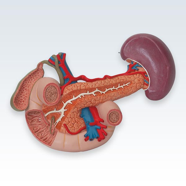 Rear Organs of Upper Abdomen Model