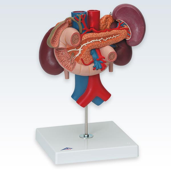 Kidneys With Rear Organs of Upper Abdomen Model