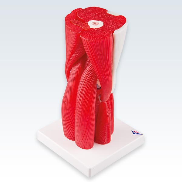 Knee Joint with Removable Muscles Back Model