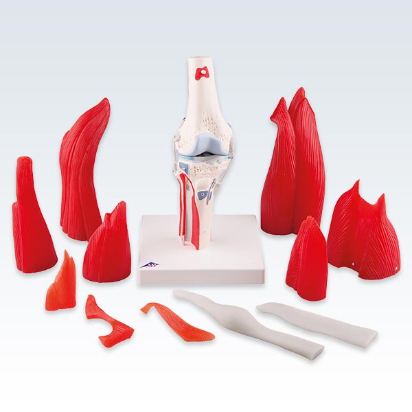 Knee Joint with Removable Muscles 12-Part Model