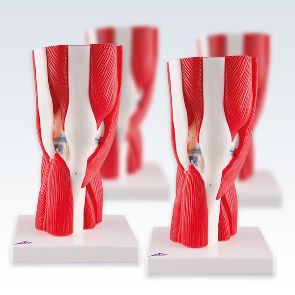 Knee Joint with Removable Muscles Four Models