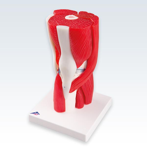 Knee Joint with Removable Muscles Front Model