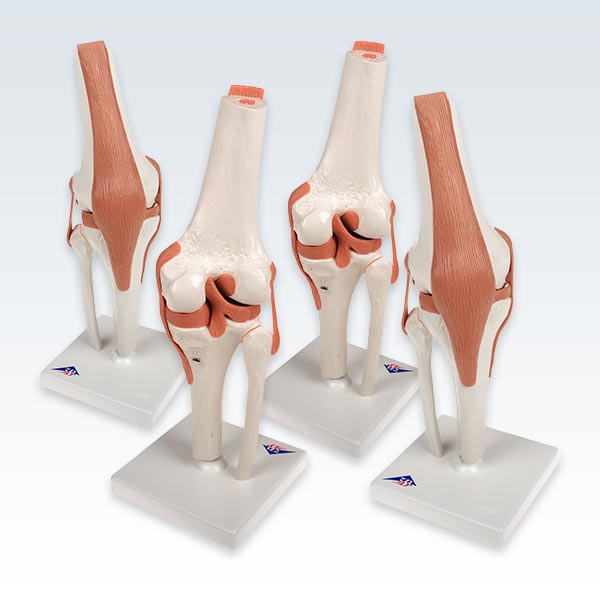 meta-4 Deluxe Human Knee Joint Models
