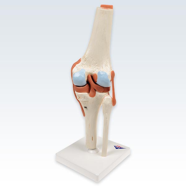 Deluxe Human Knee Joint Model