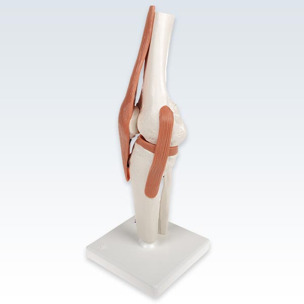 Basic Human Knee Joint Model <abbr title="Side">lateral</abbr>