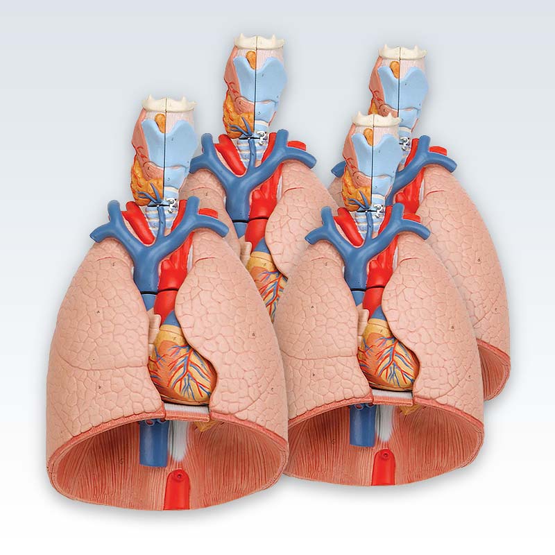 Set of 4 Lungs with Larynx Models