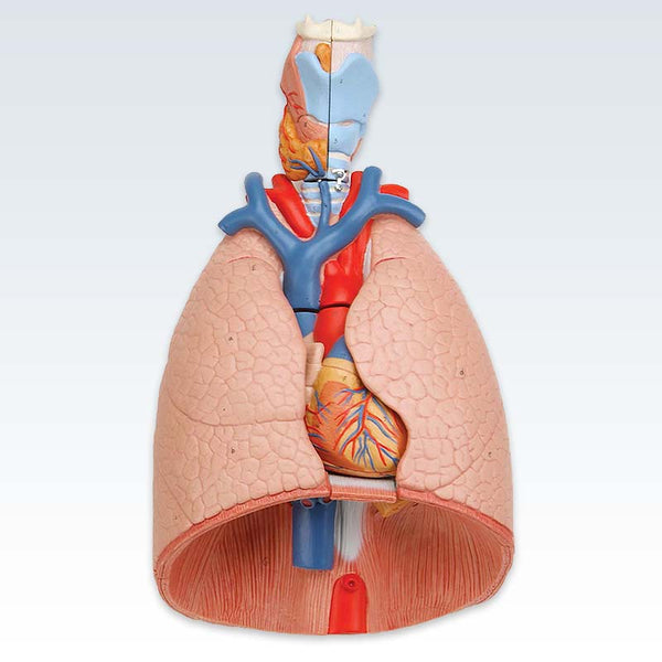 Lungs with Larynx Model