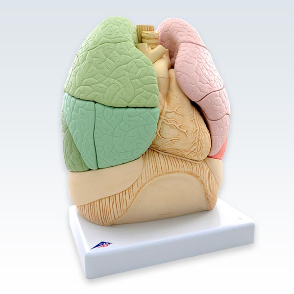 Segmented Lungs Model