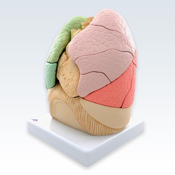 Segmented Lungs Model <abbr title="Side">lateral</abbr>