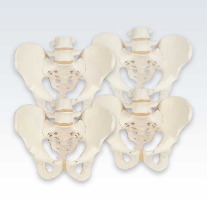 4 Male Pelvis Skeletons Set