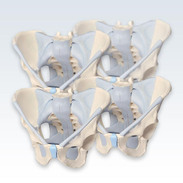 4 Male 2-Part Pelvis with Ligaments Models