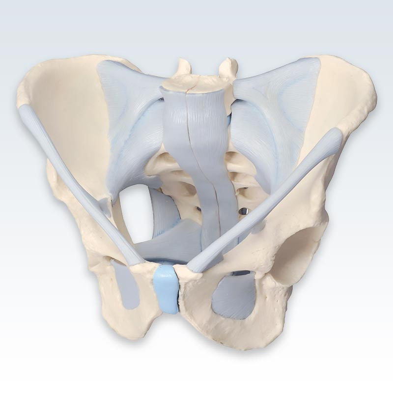 Male 2-Part Pelvis with Ligaments Model