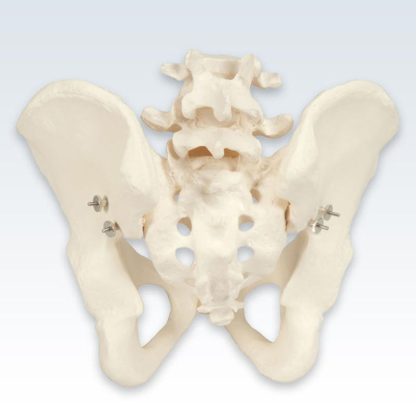 Male Pelvis Skeleton Posterior Model