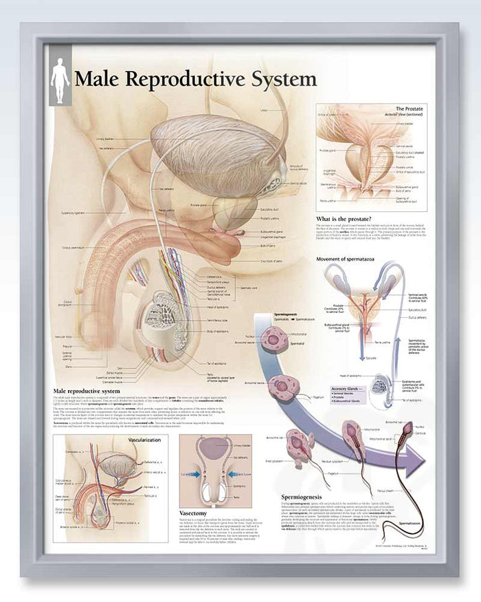 Male Reproductive System Human Anatomy Posters | ClinicalPosters