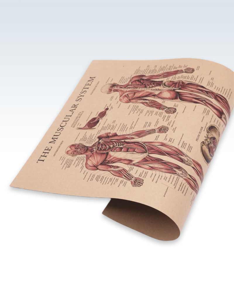Rolled Muscular System Kraft Chart
