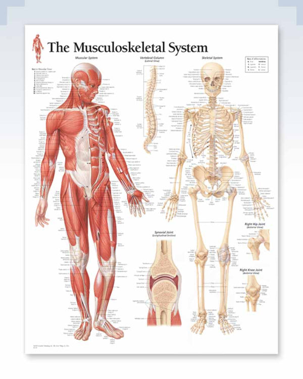 Musculoskeletal System Exam-Room Anatomy Posters | ClinicalPosters