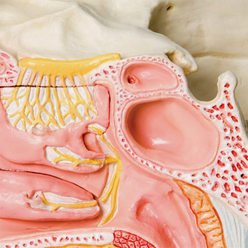 Paranasal Sinuses 5-Part Model Cavities