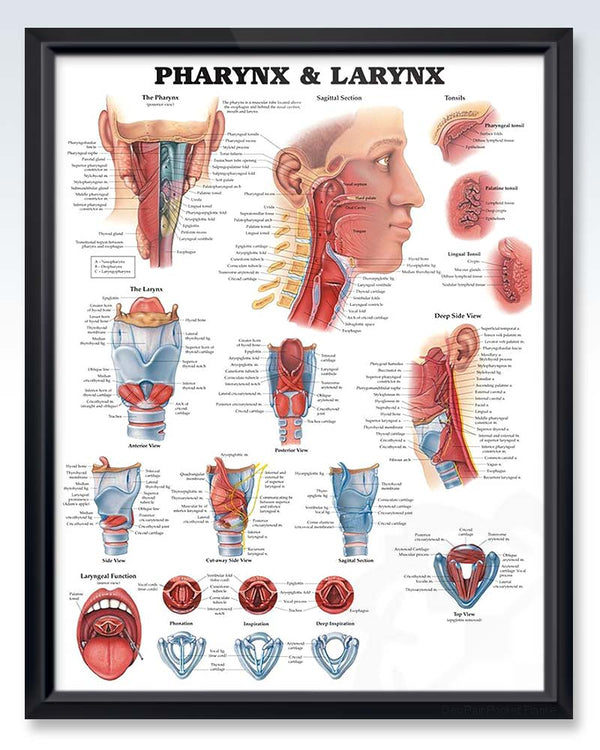 ENT Human Anatomy Posters – ClinicalPosters